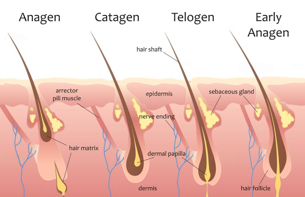Hair Growth Cycle Malaysia: Stages & Healthy Hair Tips