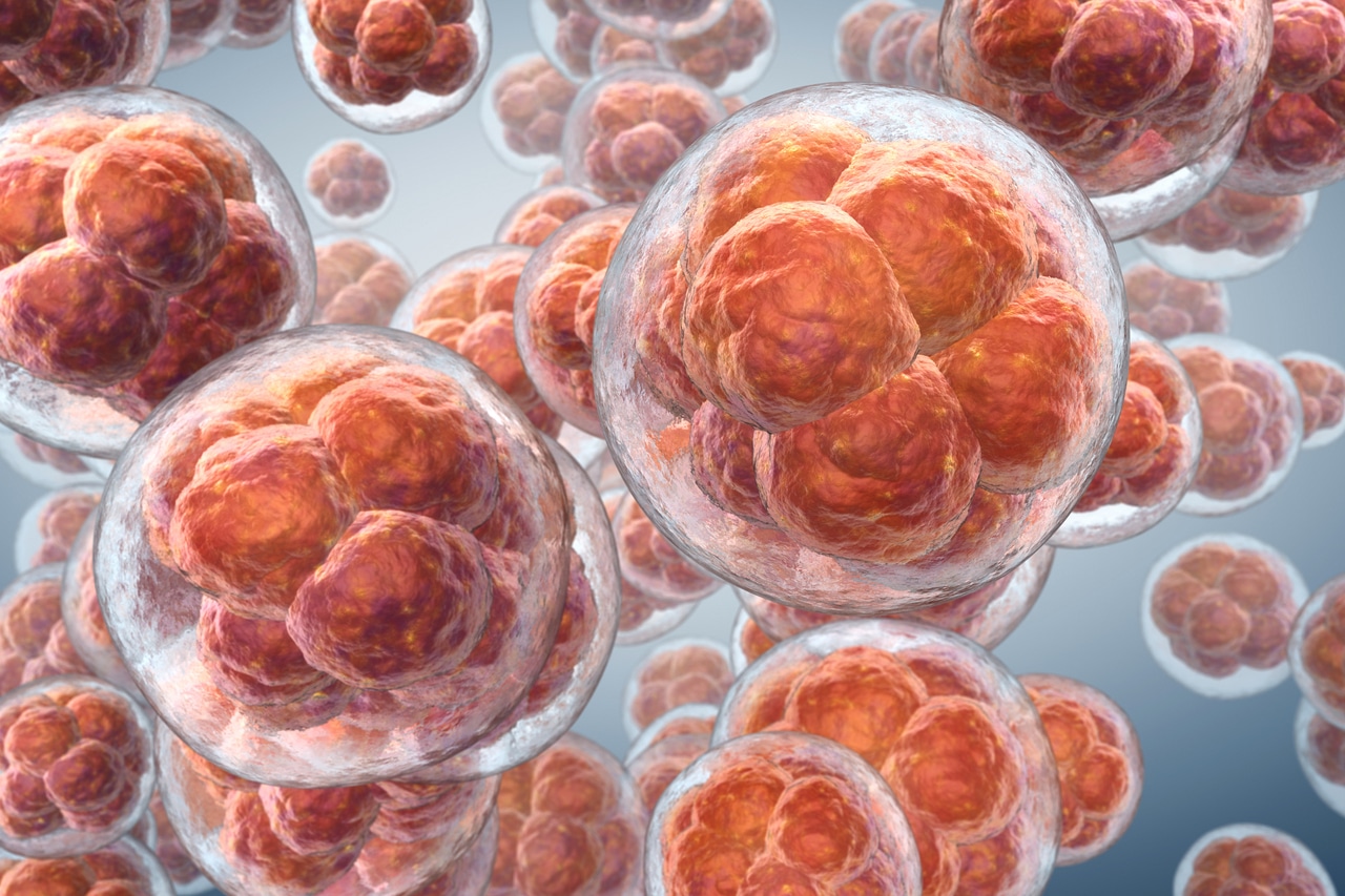 What Are Exosomes Made Of? Sources, Types and Quality Standards 1 cluster of stem cells